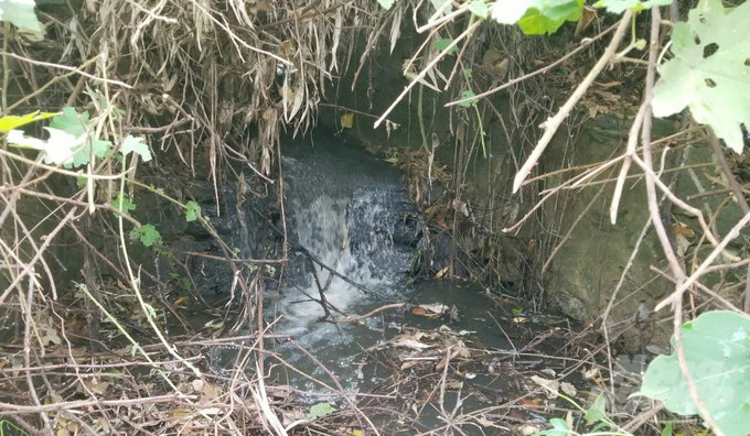 The surrounding environment is seriously polluted due to the waste discharge process of the Phuc Hoa high-tech pig farming complex. Photo: Viet Khanh.