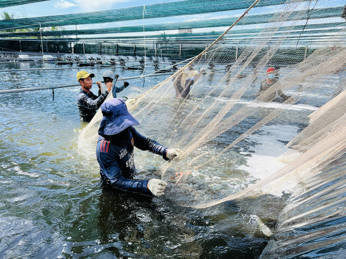 Cà Mau là tỉnh có diện tích nuôi trồng thủy sản lớn nhất cả nước. Ảnh: Trọng Linh.