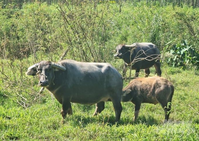 Giá trâu, bò xuống thấp người chăn nuôi ở Tuyên Quang gặp nhiều khó khăn. Ảnh: Đào Thanh.