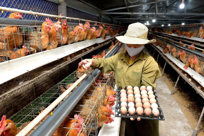 Thu trứng để sản xuất gà giống tại trang trại của gia đình ông Nguyễn Vũ Toàn. Ảnh: H.Đ.