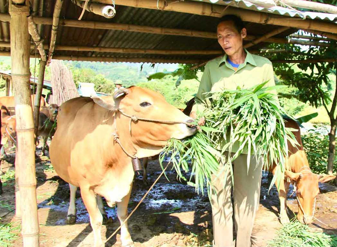 Chăn nuôi gia súc giúp bà con Vàng San có cuộc sống ấm no hơn. Ảnh: H.Đ.
