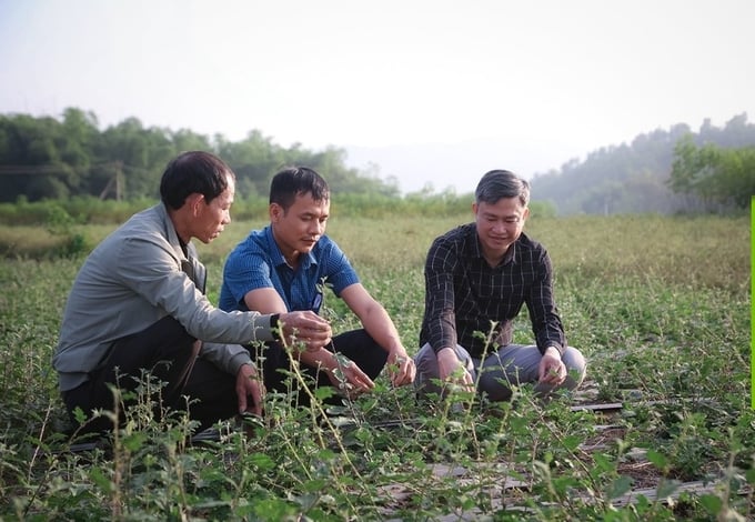 There are great conditions and potential, but the development of medicinal plants in Nghe An still faces many difficulties. Photo: Dao Tuan.