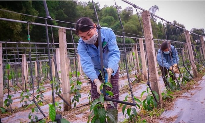 Nghe An currently has a number of units and businesses investing and collaborating in the production and processing of medicinal plants, but the scale is still small. Photo: Dao Tuan.