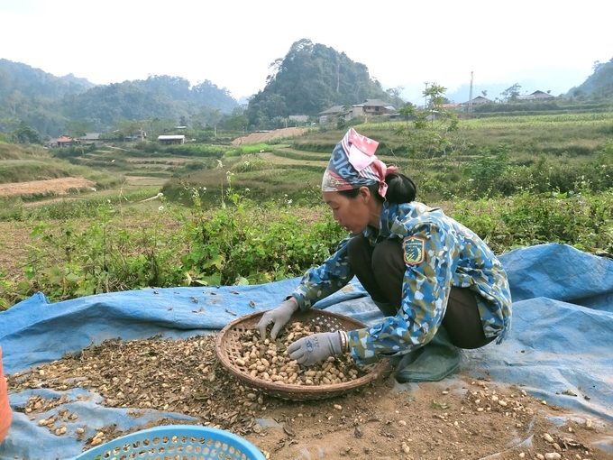 Chị Hoàng Thị Loan cho biết, do đất đai khô cằn nên người dân phải thích ứng tìm những cây trồng phù hợp. Ảnh: Ngọc Tú. 