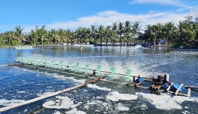 The whiteleg shrimp farming area on sand that applies high technology in Hai Ninh commune brings high efficiency. Photo: Tam Phung.