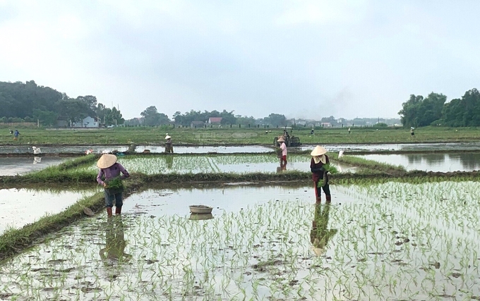 Mô hình liên kết sản xuất gắn với tiêu thụ sản phẩm lúa gạo tại xã Dương Thành, huyện Phú Bình, tỉnh Thái Nguyên.