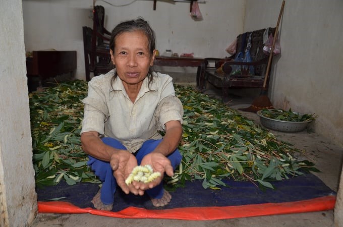 Cassava silkworm farming in Dong Luong. Photo: Duong Dinh Tuong.