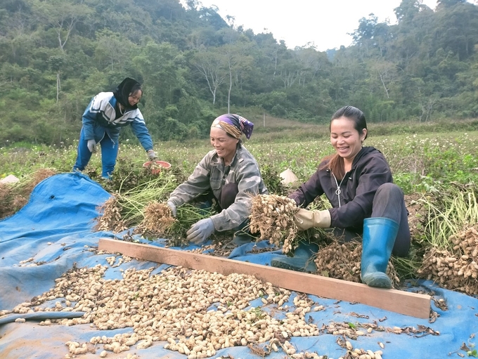 Chị Lục Thị Đẹp (ngoài cùng bên phải) phấn khởi vì vụ lạc năm nay được mùa. Ảnh: Ngọc Tú. 