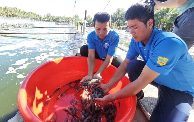 Check farmed shrimp periodically to monitor and update information. Photo: Tam Phung.