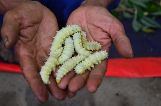 Close-up of the cassava silkworm. Photo: Duong Dinh Tuong.