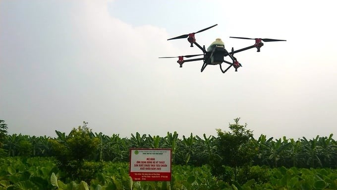 Spraying pesticides on bananas with drones. Photo: TL.