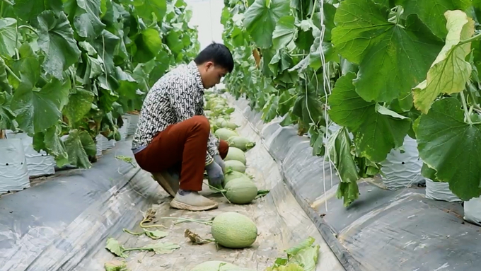 Sau khi được hỗ trợ, một số mô hình nông nghiệp ứng dụng công nghệ cao tại huyện Ngân Sơn phát huy hiệu quả. Ảnh: Ngọc Tú. 