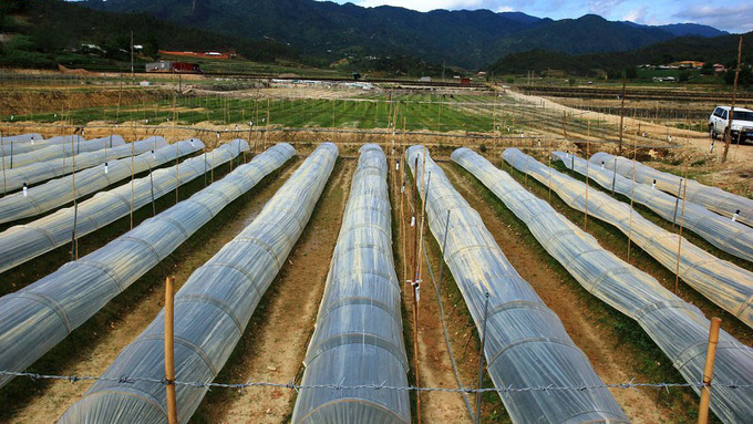 Many vegetable growing areas in Mu Cang Chai must use plastic covers to protect against cold and frost. Photo: Thanh Tien.