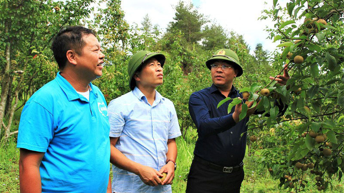 After more than 10 years of experimental planting, the Tai Nung pear tree has grown to an area of nearly 70 hectares. Photo: Thanh Tien.