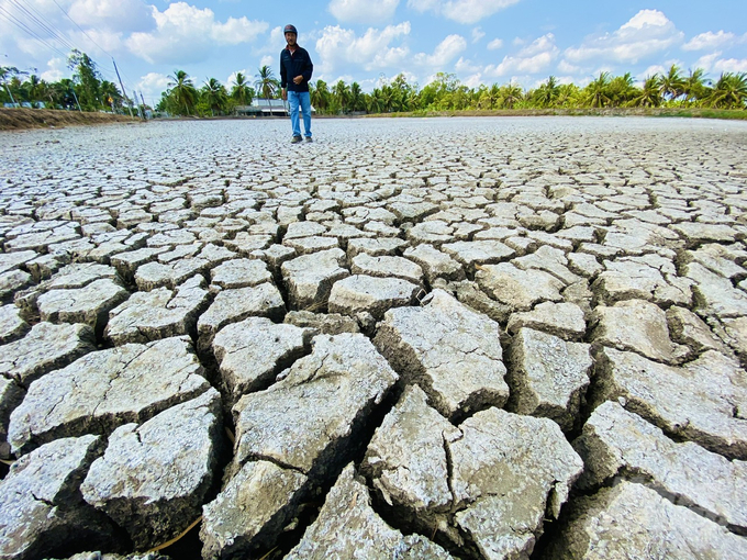 It is forecast that saltwater intrusion in the dry season of 2023-2024 will appear earlier and deeper, sometimes equivalent to 2015-2016 and 2019-2020. Photo: Le Hoang Vu.
