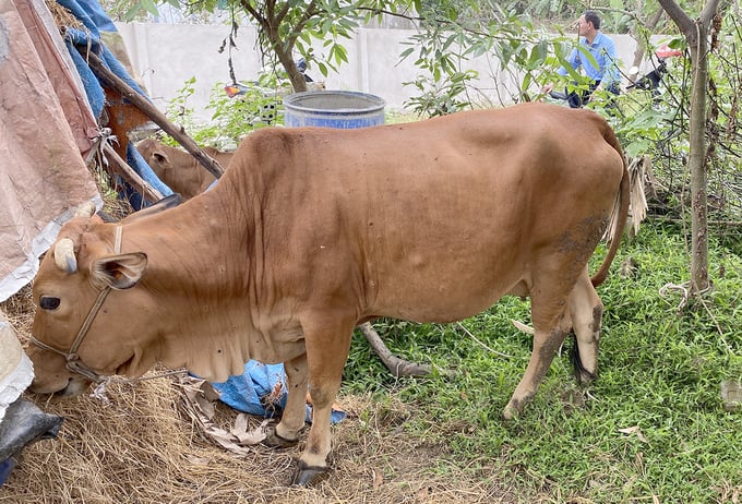 Farmers with livestock affected by Lumpy Skin Disease are also receiving similar support from the local governments. Photo: Viet Khanh.