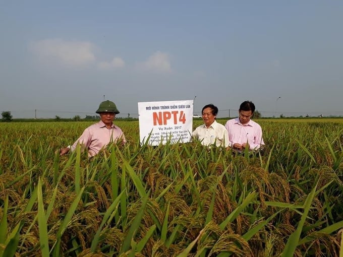 Dr. Tran Duy Quy, pictured in the middle, at the demonstration model of super rice NPT4 (Tan Uoc Cooperative, Thanh Oai, Hanoi) with a scale of 5 hectares, achieving a productivity of 9 tons in the Spring 2017 crop.
