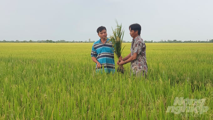 Breeding researchers are the people who sacrifice silently, standing behind the rice plant. Photo: K. Trung.