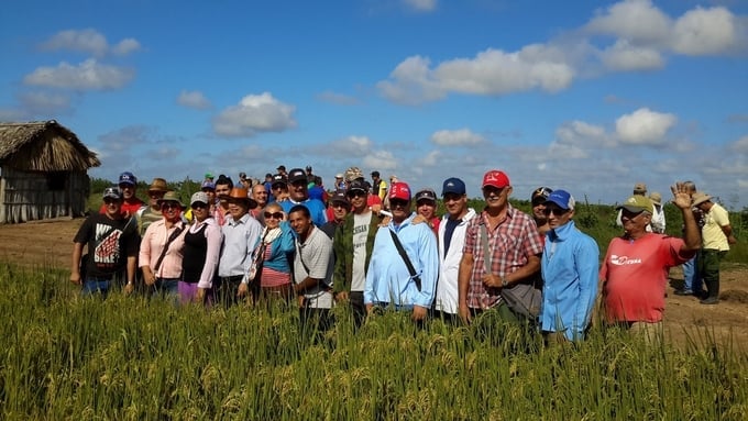 Class on rice-intensive farming techniques by Vietnamese experts for rice production staff at Granma Cuba (Photo courtesy of Dr. Le Vinh Thao).