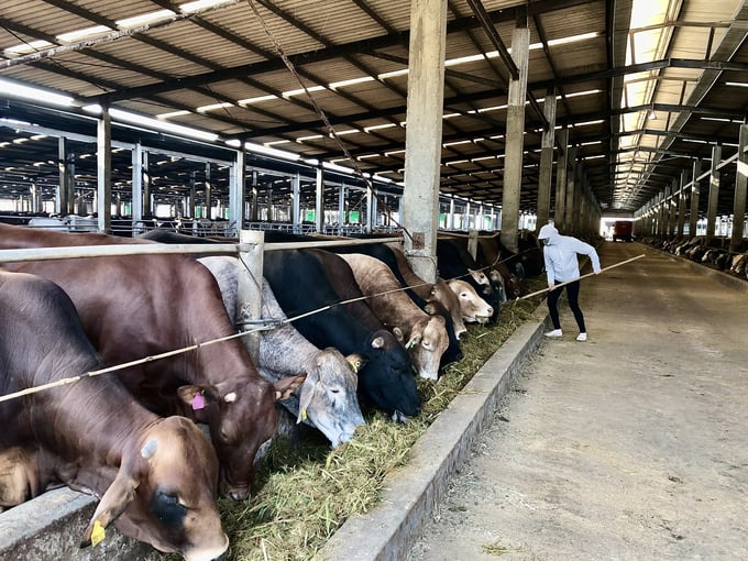 Công ty TNHH Phú Lâm là đơn vị chăn nuôi bò lớn nhất ở Quảng Ninh. Ảnh: Nguyễn Thành.