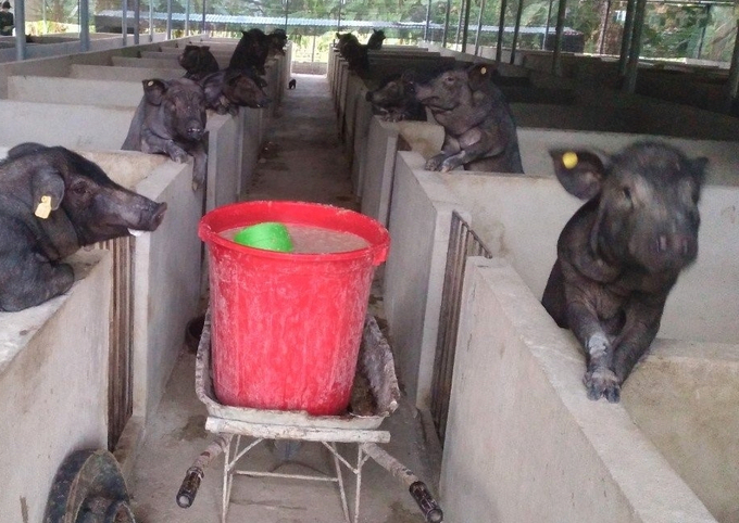 Chăn nuôi lợn đen ở Mường Tè phục vụ nhu cầu tiêu dùng tại chỗ giúp bà con gia tăng thu nhập. Ảnh: H.Đ.