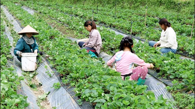 Huyện Ngân Sơn chú trọng hỗ trợ các mô hình sản xuất nông nghiệp giúp người dân cải thiện thu nhập. Ảnh: Ngọc Tú. 