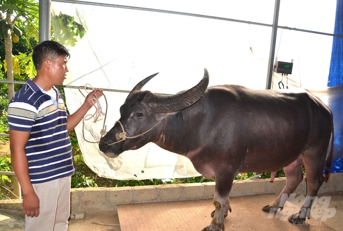 Trung bình mỗi con trâu ở Chiêm Hóa có trọng lượng từ 500 đến 700kg. Ảnh: Đào Thanh.