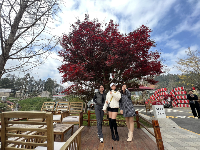 115 year old red maple tree in Sa Pa. Photo: P.B.