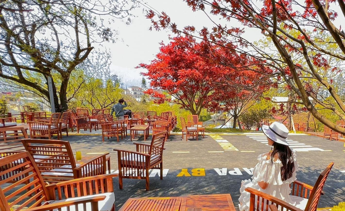 Young tourists enjoy checking in at the perennial red maple tree. Photo: P.B.