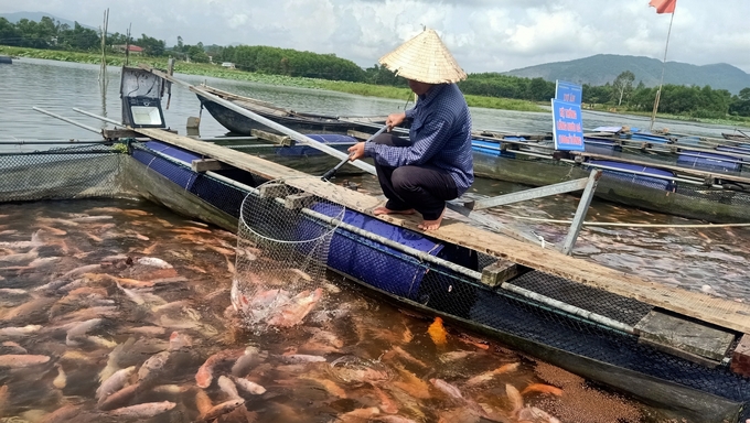 Anh Phạm Khánh Tuấn thành công với mô hình nuôi cá diêu hồng trên đập Dâng, sông Trí. Ảnh: Ánh Nguyệt.