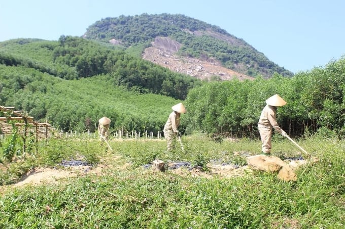 Medicinal plant garden of Tinh Sang Duong Agrochemical Cooperative (Hop Thanh hamlet, Yen Hop commune, Quy Hop, Nghe An). Photo: Phuong Anh.