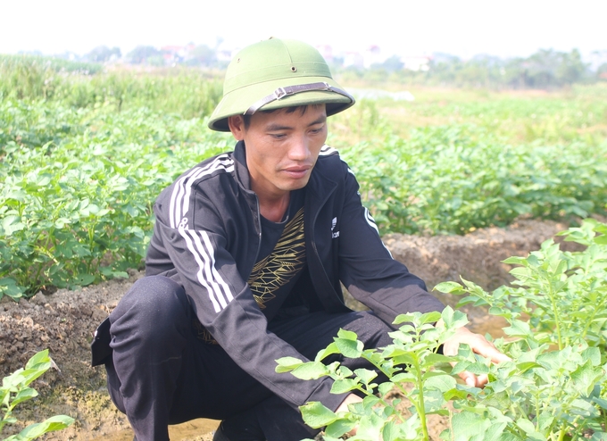 Theo anh Nguyễn Văn Đàn (ảnh), Giám đốc HTX Sản xuất nông nghiệp Tài Linh, sản xuất theo chuỗi liên kết các chủ thể tham gia đều có lợi. Ảnh: Trung Quân.