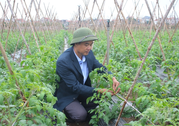 Ông Nguyễn Hữu Hưng, Giám đốc HTX Dịch vụ nông nghiêp tổng hợp xã Yên Phú (Yên Mỹ, Hưng Yên) cho biết, mô hình trong dự án có năng suất cao hơn 10 - 15%, giá bán sản phẩm cao hơn 10 - 20% so với sản xuất truyền thống trước đây. Ảnh: Trung Quân.