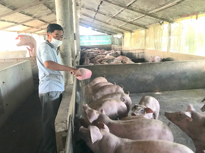 Người chăn nuôi cần nâng cao an toàn sinh học, trước hết là kiến thức, thái độ và thực hành của mình. Ảnh: Minh Đảm.