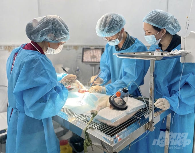 Cận cảnh một ca phẫu thuật cho mèo được thực hiện bởi anh Trương Thành Sĩ (ở giữa) và đồng nghiệp. Ảnh: Kim Anh.