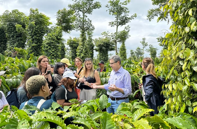 The press tour for international media serves as an opportunity for Nestlé Vietnam to introduce Vietnamese coffee to global consumers. Photo: NVL.