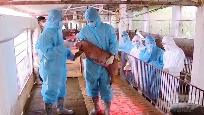 Localities should increase vaccination for farms and small livestock households to create a 'steel shield' in preventing African swine fever. Photo: MV.