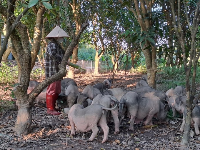 Mô hình chăn nuôi lợn Móng Cái theo hướng an toàn, hữu cơ của nông dân phường Hải Yên (TP Móng Cái). Ảnh: Viết Cường.