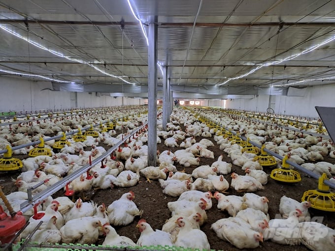 Trang trại gà của ông Đoàn Văn Chiến (xã Thượng Yên Công, Uông Bí) được nuôi theo công nghệ nhà lạnh, tiên tiến nhất hiện nay nên đảm bảo vệ sinh môi trường, hạn chế được dịch bệnh. Ảnh: Viết Cường.