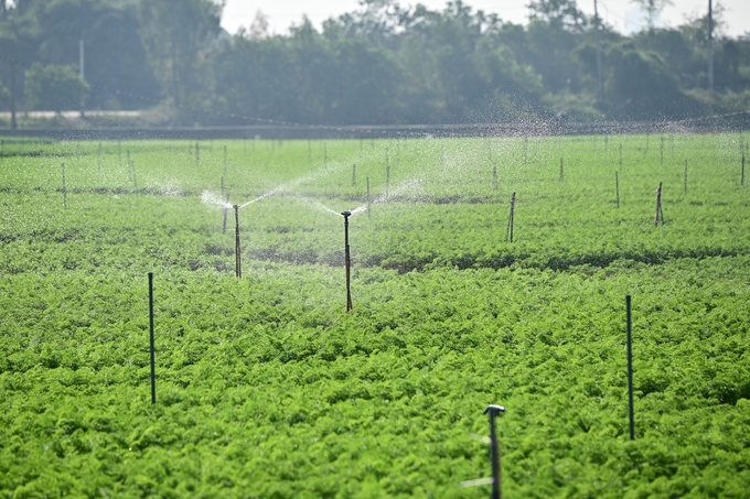 Công nghệ tưới hiện đại, dẫn nước trực tiếp từ sông Thái Bình, đảm bảo nguồn nước cho các cánh đồng trồng cà rốt ngoài đê xã Đức Chính. Ảnh: Tùng Đinh.