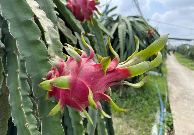 100% of dragon fruits imported into China are from Vietnam. Photo: Son Trang.