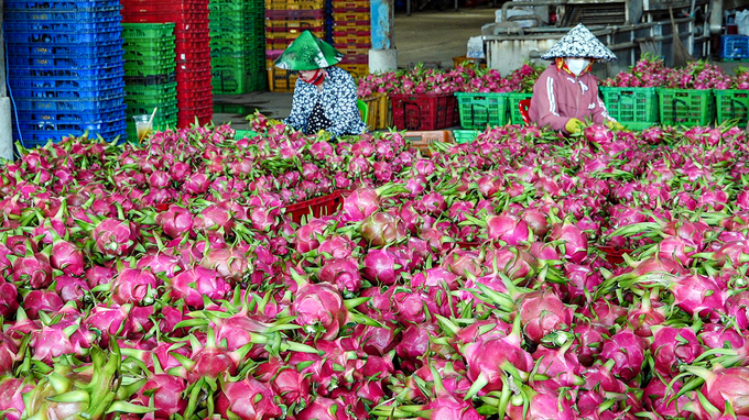 Recently, the consumption situation of Binh Thuan dragon fruit has been stable. Photo: KS.