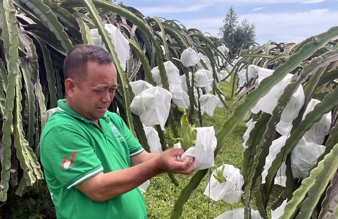 Mr. Nguyen Van Thanh, village 2, Ham Duc commune (Ham Thuan Bac) is determined to produce GlobalGAP dragon fruits. Photo: KS.
