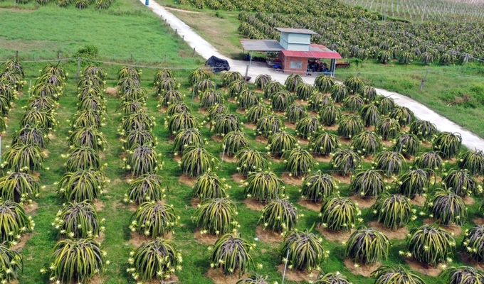 Binh Thuan dragon fruit enters the lantern season to harvest off-season fruit at the end of the year. Photo: KS.