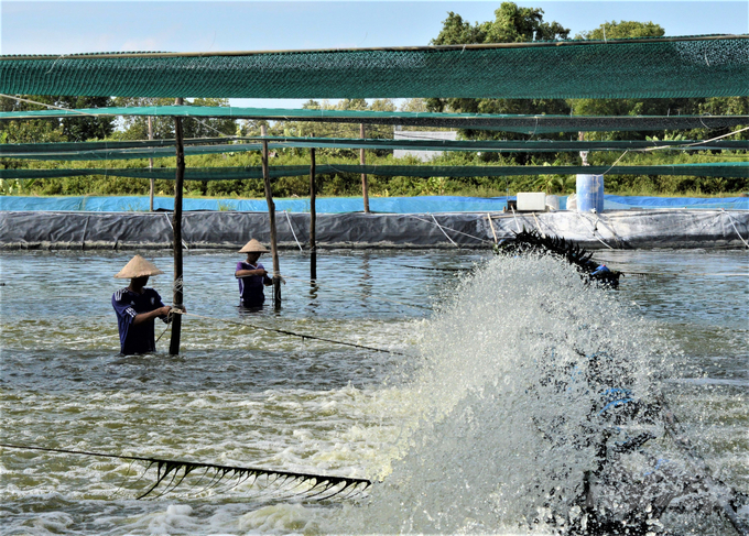 Nhiều vùng nuôi tôm ở Kiên Giang chưa được đầu tư hệ thống thủy lợi chuyên biệt, chưa có đường cấp và thoát nước riêng biệt, nên tôm nuôi luôn trong tình trạng 'khát' nguồn nước biển sạch. Ảnh: Trung Chánh.