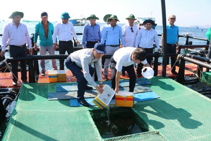 Two-tiered floating mariculture model, which helps save water surface area and supports the practices of local lobster farmers. Photo: KS.