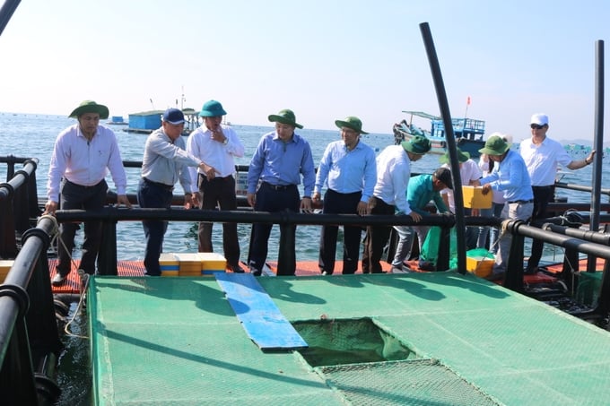 Khanh Hoa province is currently implementing a pilot two-tiered floating mariculture model in Cam Ranh city. Photo: KS.