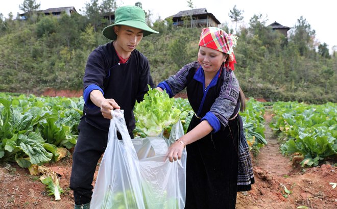 Stone sprouts grow well in cold winters, so they are suitable for planting in some communes of Mu Cang Chai district. Photo: Thanh Tien.