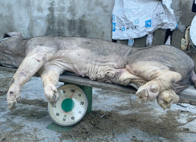 After a three-year hiatus, support efforts for farmers with livestock affected by African Swine Fever found a new solution. Photo: Viet Khanh.