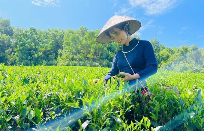 Mrs. Nguyen Thi Nhu Trang, the Director of Son Dung Tea Cooperative. Photo: Quang Linh.